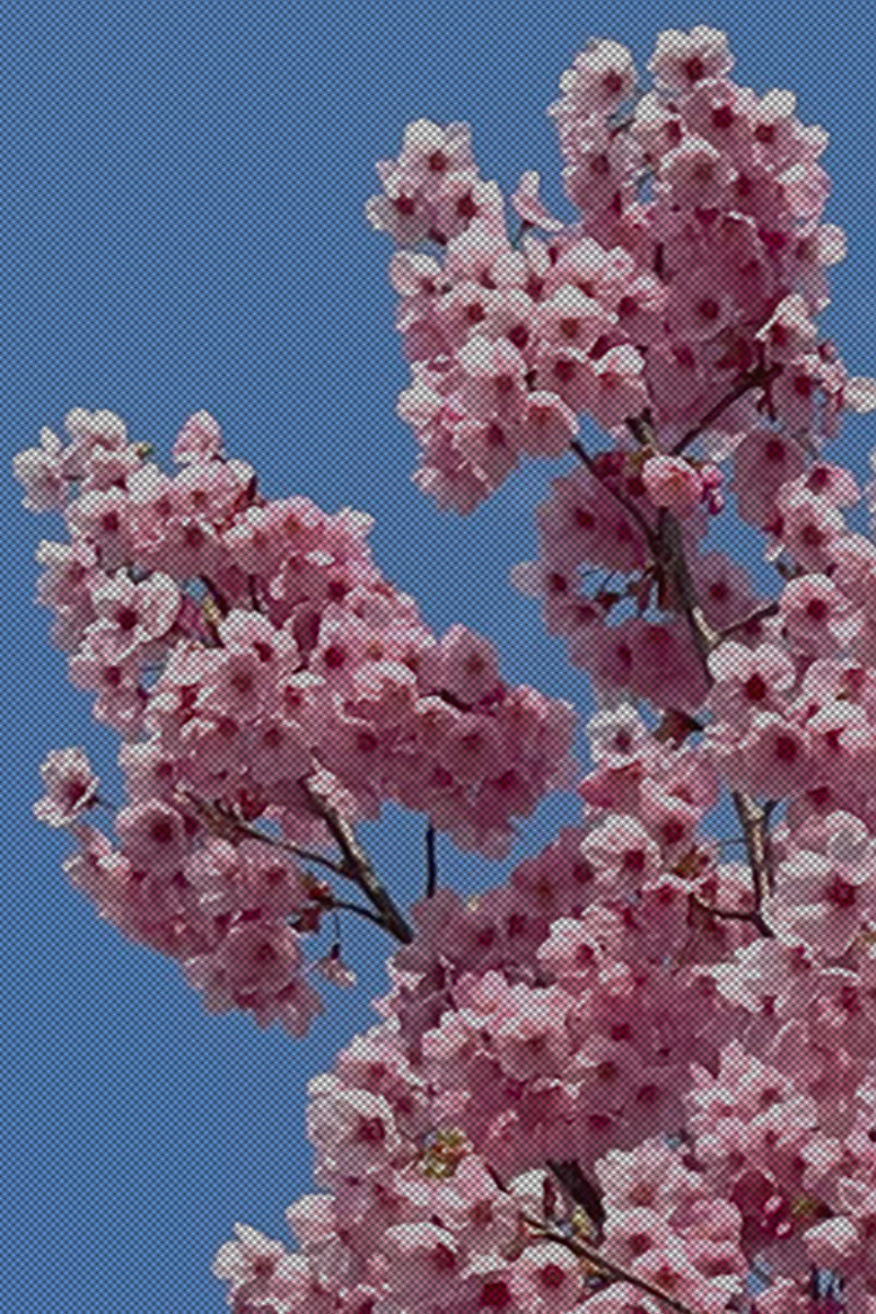 百本桜